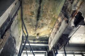 Why You Should Choose Our Mold Remediation Services in Elizabethtown, PA